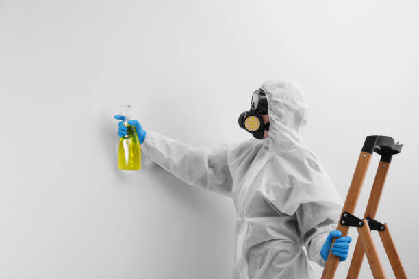 Why You Should Choose Our Mold Remediation Services in Shavano Park, TX